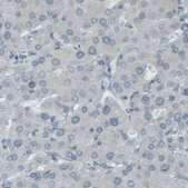 Monoclonal Anti-SLC27A5 antibody produced in mouse Prestige Antibodies® Powered by Atlas Antibodies, clone CL0215, purified immunoglobulin, buffered aqueous glycerol solution