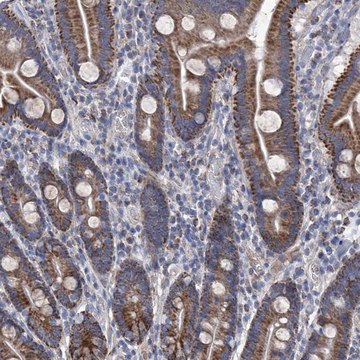 Anti-SRBD1 antibody produced in rabbit Prestige Antibodies&#174; Powered by Atlas Antibodies, affinity isolated antibody, buffered aqueous glycerol solution, ab1