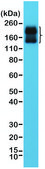 Anti-CD56 antibody, Rabbit monoclonal recombinant, expressed in HEK 293 cells, clone RM315, purified immunoglobulin