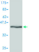 Monoclonal Anti-GMFB antibody produced in mouse clone 2G12-2A2, purified immunoglobulin, buffered aqueous solution