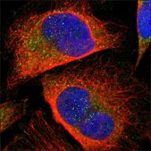 Anti-SLC7A2 antibody produced in rabbit Prestige Antibodies® Powered by Atlas Antibodies, affinity isolated antibody, buffered aqueous glycerol solution