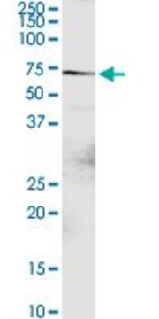 Anti-DTX2 antibody produced in rabbit purified immunoglobulin, buffered aqueous solution