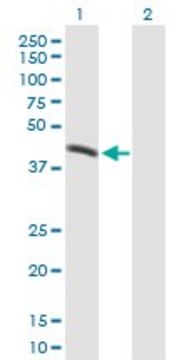 Anti-PLIN3 antibody produced in mouse purified immunoglobulin, buffered aqueous solution