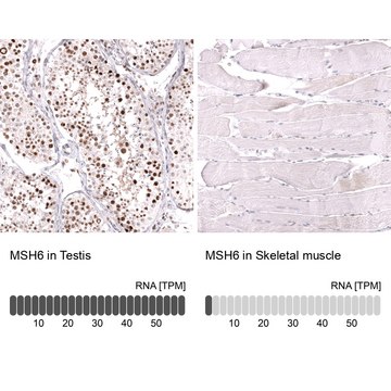 Monoclonal Anti-Msh6 Antibody Produced In Mouse Prestige Antibodies&#174; Powered by Atlas Antibodies, clone CL13844, affinity isolated antibody, buffered aqueous glycerol solution