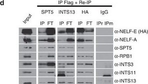Anti-NELF-E Antibody from rabbit, purified by affinity chromatography