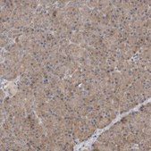 Anti-HTRA2 antibody produced in rabbit Prestige Antibodies® Powered by Atlas Antibodies, affinity isolated antibody, buffered aqueous glycerol solution