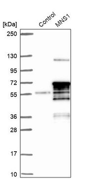 Anti-MNS1 antibody produced in rabbit Prestige Antibodies&#174; Powered by Atlas Antibodies, affinity isolated antibody, buffered aqueous glycerol solution