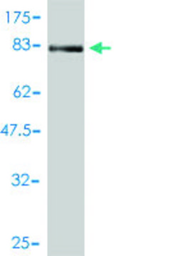 Monoclonal Anti-NR1H2 antibody produced in mouse clone 2H2-H3, purified immunoglobulin, buffered aqueous solution