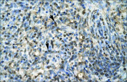 Anti-EGR1 antibody produced in rabbit affinity isolated antibody