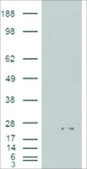 Anti-ASC/TMS1 antibody produced in goat affinity isolated antibody, buffered aqueous solution