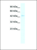 Anti-CLIC5 antibody produced in rabbit IgG fraction of antiserum