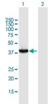 Anti-RAD51C antibody produced in mouse purified immunoglobulin, buffered aqueous solution