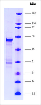 RAR&#945;, ligand binding domain (154-462), GST tagged human recombinant, expressed in E. coli, &#8805;80% (SDS-PAGE)