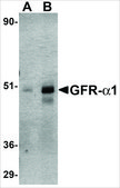 Anti-GFRα1 antibody produced in rabbit IgG fraction of antiserum, buffered aqueous solution