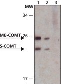 抗-COMT 兔抗 IgG fraction of antiserum, buffered aqueous solution