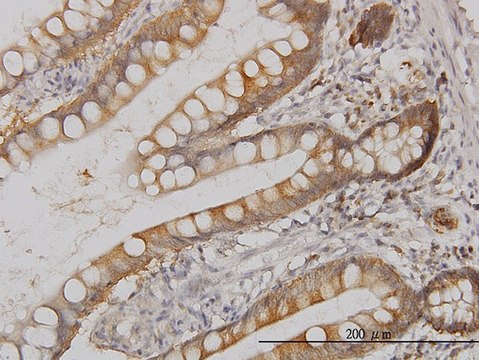 Monoclonal Anti-MAPK13, (C-terminal) antibody produced in mouse clone 1E11, purified immunoglobulin, buffered aqueous solution