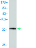 Monoclonal Anti-SNRPG antibody produced in mouse clone 2H8-1C12, purified immunoglobulin, buffered aqueous solution