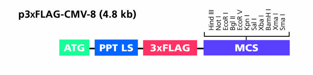 p3XFLAG-CMV&#8482;-8 Expression Vector Shuttle vector for transient expression of secreted N-terminal 3xFLAG fusion proteins