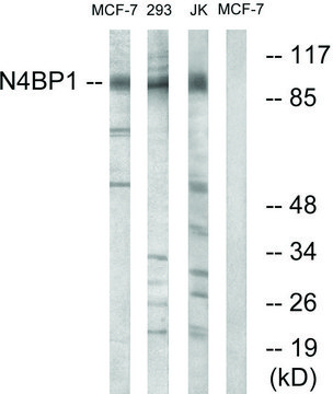 Anti-N4BP1 antibody produced in rabbit affinity isolated antibody