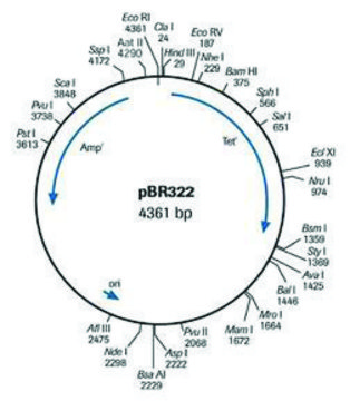 pBR322 DNA solution, pkg of 200&#160;&#956;L (250 &#956;g/ml)