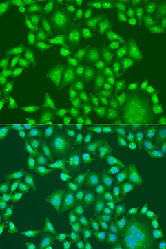 Anti-PTEN antibody produced in rabbit