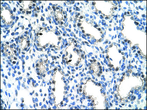 Anti-THOC4 antibody produced in rabbit IgG fraction of antiserum