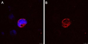 Anti-IFNγ Antibody, clone 5K15 ZooMAb® Rabbit Monoclonal recombinant, expressed in HEK 293 cells