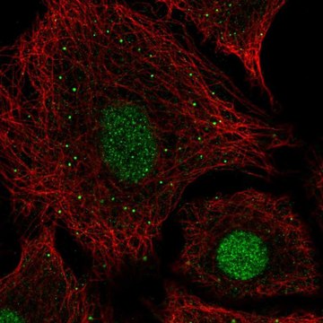 Anti-USF2 antibody produced in rabbit Prestige Antibodies&#174; Powered by Atlas Antibodies, affinity isolated antibody