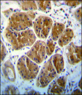 ANTI-EIF2C2 (N-TERM) antibody produced in rabbit IgG fraction of antiserum, buffered aqueous solution