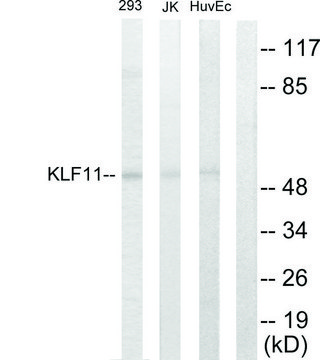 Anti-KLF11 antibody produced in rabbit affinity isolated antibody