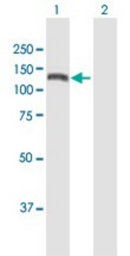 Anti-KIAA1199 antibody produced in mouse purified immunoglobulin, buffered aqueous solution