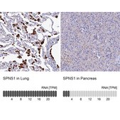 Anti-SPNS1 antibody produced in rabbit Prestige Antibodies® Powered by Atlas Antibodies, affinity isolated antibody, buffered aqueous glycerol solution