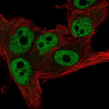 Anti-CNOT11 antibody produced in rabbit Prestige Antibodies&#174; Powered by Atlas Antibodies, affinity isolated antibody