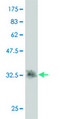Monoclonal Anti-SNX15 antibody produced in mouse clone 1D4, purified immunoglobulin, buffered aqueous solution