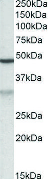 Anti-MOB2 antibody produced in goat affinity isolated antibody, buffered aqueous solution