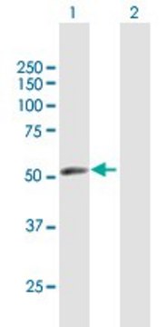 Anti-ERMAP antibody produced in mouse purified immunoglobulin, buffered aqueous solution