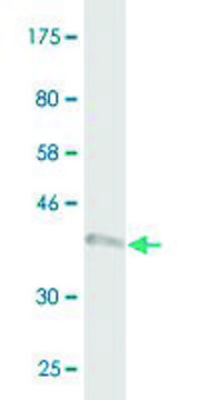 Monoclonal Anti-BNIP3L antibody produced in mouse clone 2E11, purified immunoglobulin, buffered aqueous solution