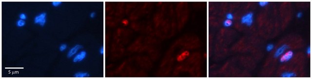 Anti-DPF3 antibody produced in rabbit affinity isolated antibody