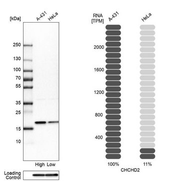 Anti-CHCHD2 antibody produced in rabbit Prestige Antibodies&#174; Powered by Atlas Antibodies, affinity isolated antibody, buffered aqueous glycerol solution