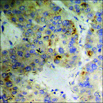 Anti-phospho-PKD2 (pSer876) antibody produced in rabbit affinity isolated antibody