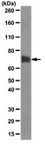 Anti-Endomucin Antibody, clone V.5C7 clone V.5C7, from rat