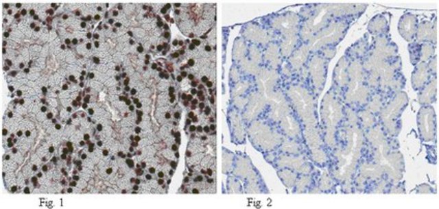 Anti-FTO Antibody, clone 5-2H10 clone 5-2H10, from mouse