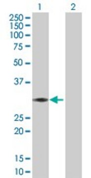 Anti-ABCC10 antibody produced in rabbit purified immunoglobulin, buffered aqueous solution