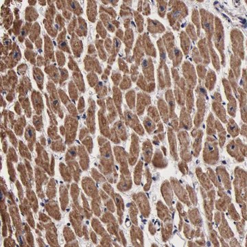 Anti-PSMA3 antibody produced in rabbit Prestige Antibodies&#174; Powered by Atlas Antibodies, affinity isolated antibody, buffered aqueous glycerol solution