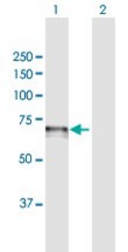 Anti-CDC14A antibody produced in mouse purified immunoglobulin, buffered aqueous solution