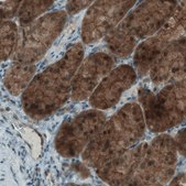 Monoclonal Anti-NAPRT antibody produced in mouse Prestige Antibodies® Powered by Atlas Antibodies, clone CL0665, purified immunoglobulin, buffered aqueous glycerol solution