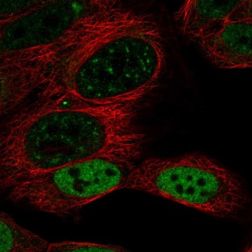 Anti-Dach1 Antibody Produced In Rabbit Prestige Antibodies&#174; Powered by Atlas Antibodies, affinity isolated antibody, buffered aqueous glycerol solution