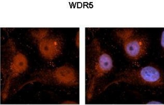 Anti-WDR5 (C-terminal) antibody produced in rabbit affinity isolated antibody