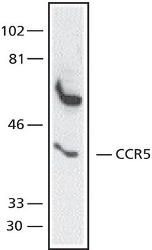 Anti-CCR-5, N-Terminal antibody produced in rabbit 1&#160;mg/mL, IgG fraction of antiserum, buffered aqueous solution