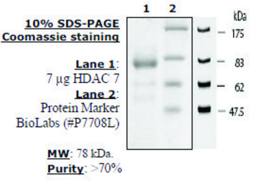 HDAC-7 human recombinant, expressed in baculovirus infected insect cells, &#8805;70% (SDS-PAGE)